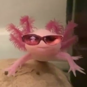 kingfischyishere