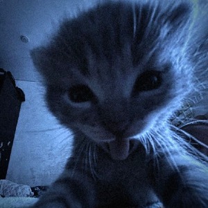 majobee